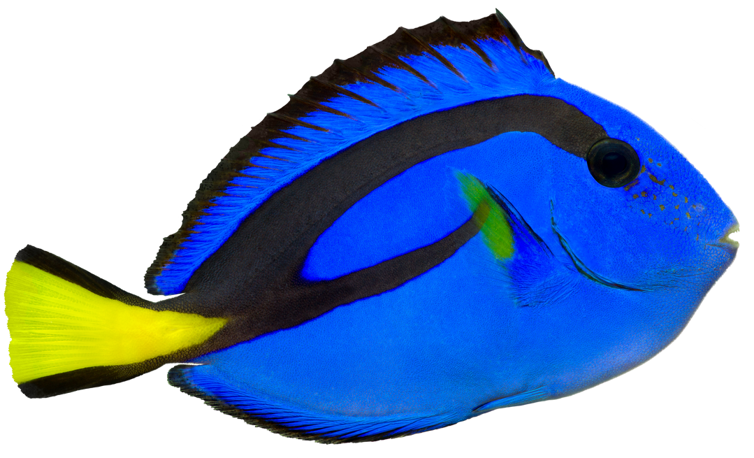 Blue Tang